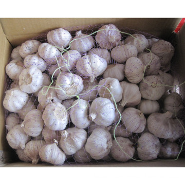 Export New Crop Fresh Good Quality Normal White Garlic (4.5/5.0)